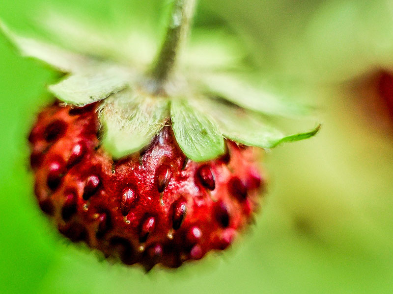 strawberry-close-up_800x600px